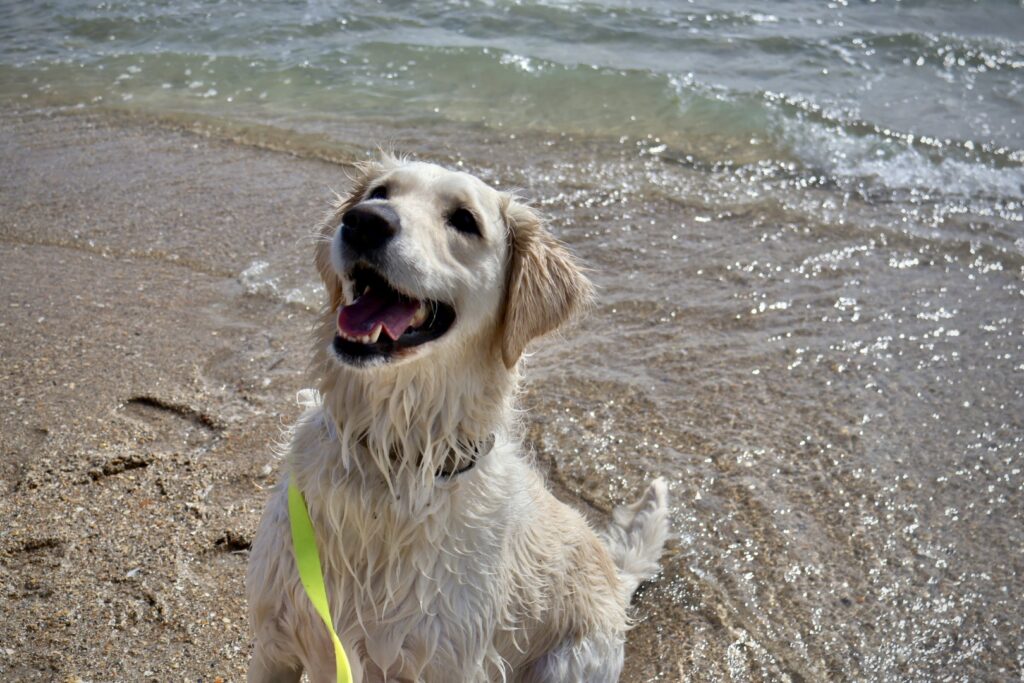Reilly on the beach