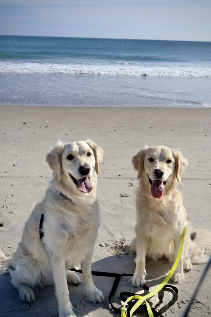Beach Walk with the Dogs 